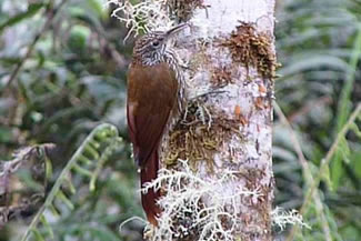 Langstaartmuisspecht - Deconychura longicauda Langstaartmuisspecht - Deconychura longicauda